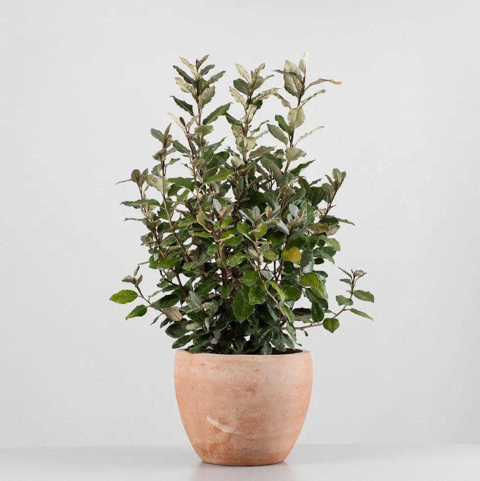 Elaeagnus x ebbingei 'Compacta'