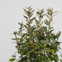Elaeagnus x ebbingei 'Compacta'