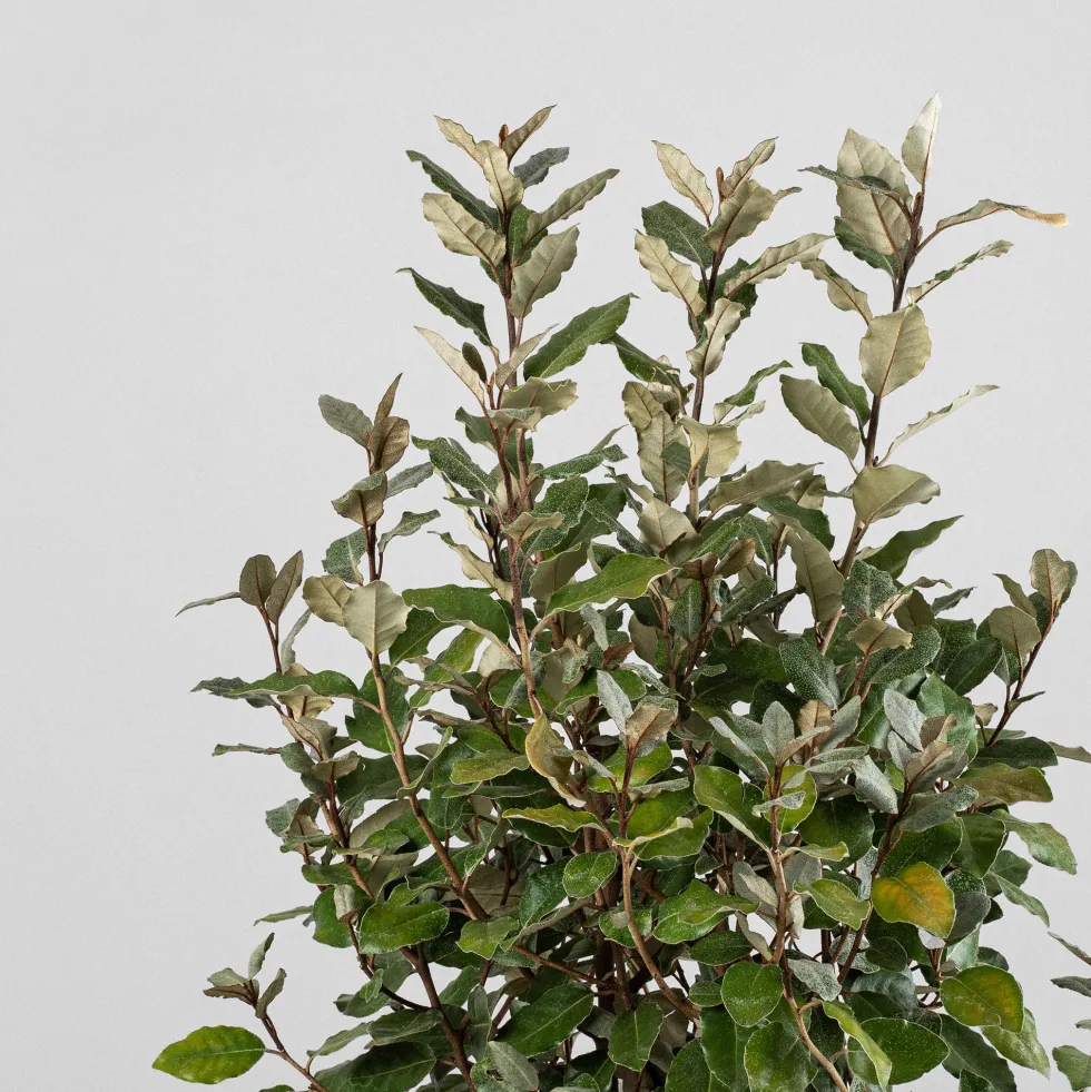 Elaeagnus x ebbingei 'Compacta'
