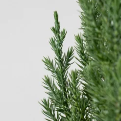 Enebro Chino - Juniperus chinensis 'Stricta'