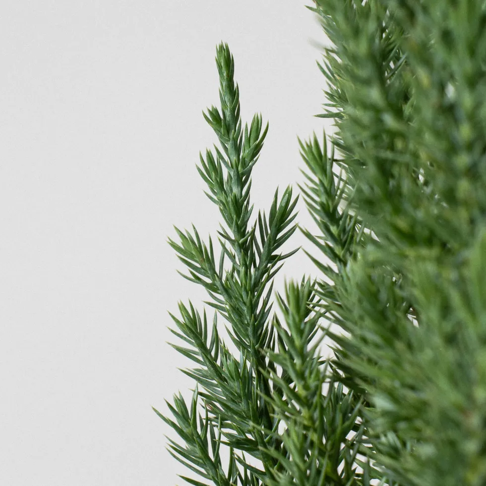 Enebro Chino - Juniperus chinensis 'Stricta'