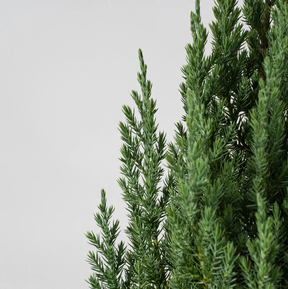 Enebro Chino - Juniperus chinensis 'Stricta'
