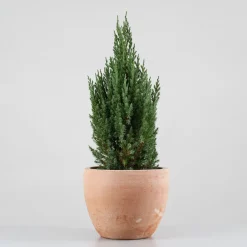 Enebro Chino - Juniperus chinensis 'Stricta'