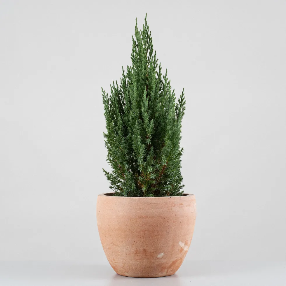 Enebro Chino - Juniperus chinensis 'Stricta'
