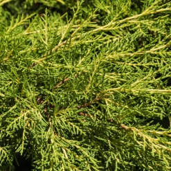 Enebro de Pfitzer - Juniperus × pfitzeriana 'Old Gold'
