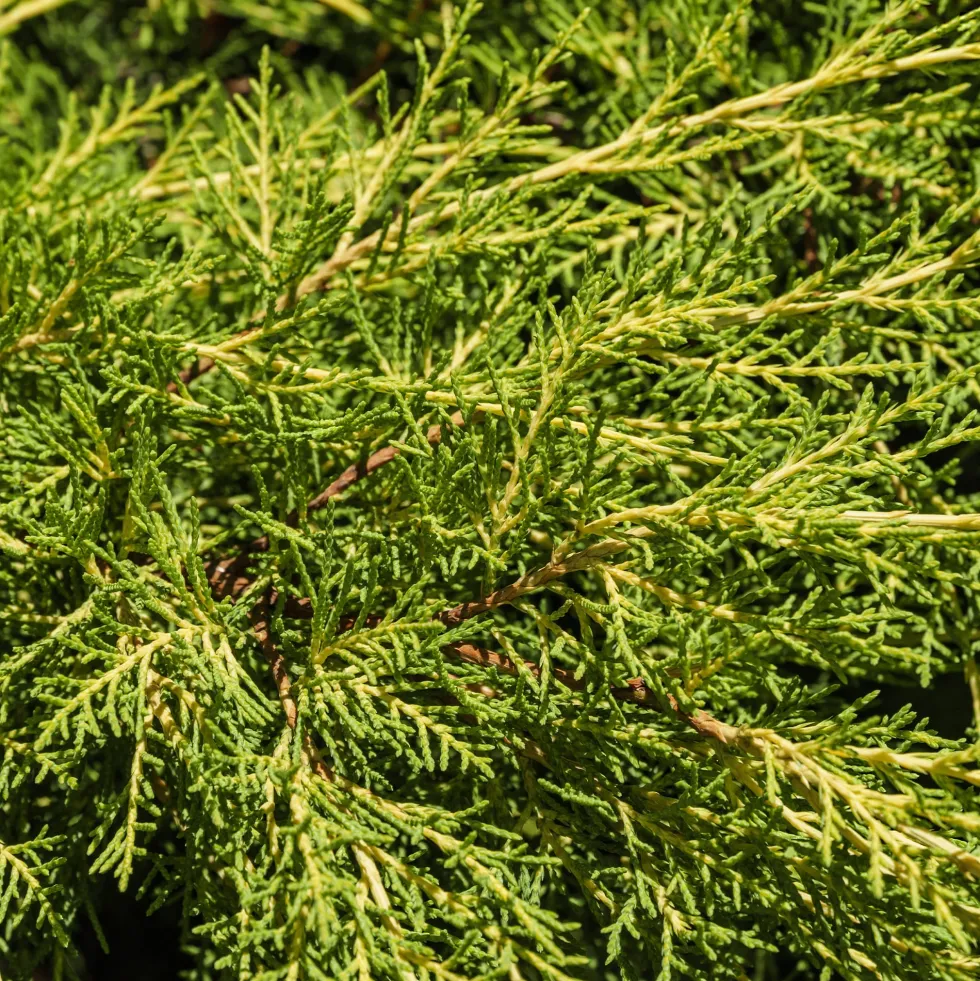 Enebro de Pfitzer - Juniperus × pfitzeriana 'Old Gold'