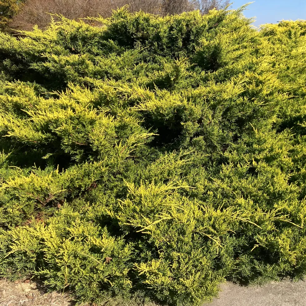 Enebro de Pfitzer - Juniperus × pfitzeriana 'Old Gold'