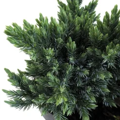 Enebro escamoso - Juniperus squamata 'Blue Star'