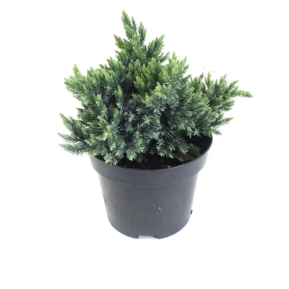 Enebro escamoso - Juniperus squamata 'Blue Star'