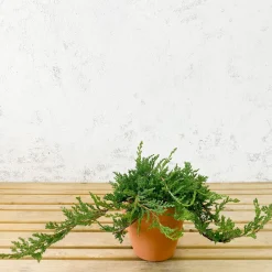 Enebro rastrero - Juniperus horizontalis 'Prince of Wales'