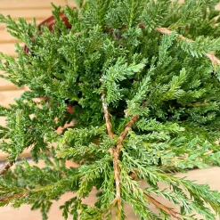 Enebro rastrero - Juniperus horizontalis 'Prince of Wales'