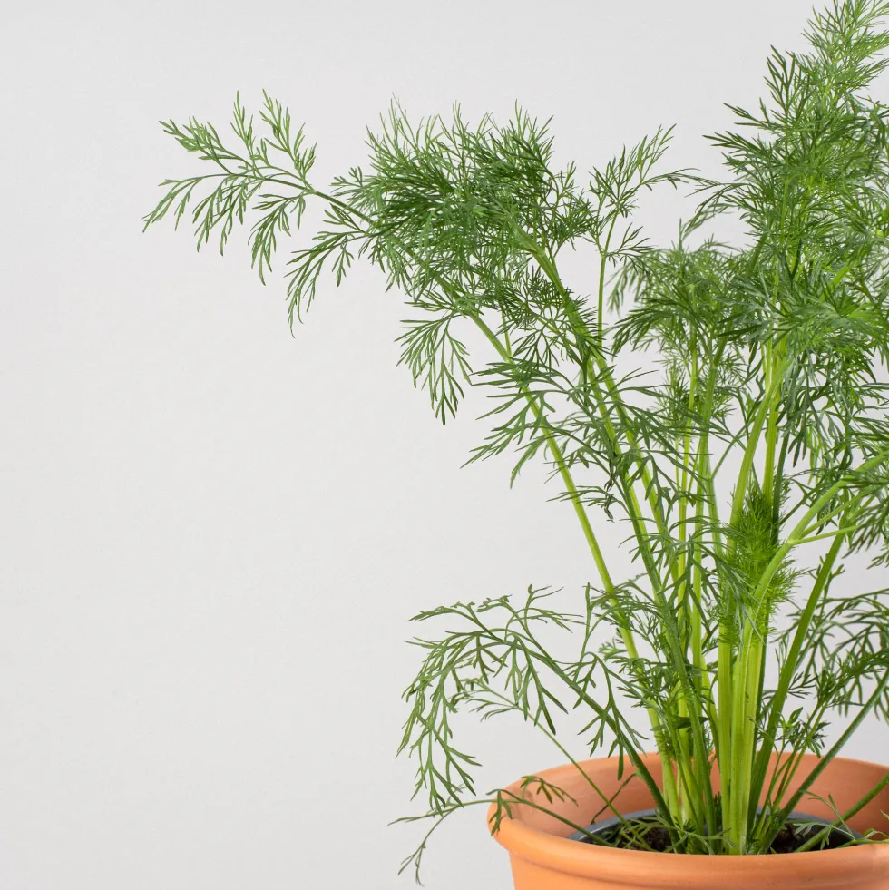 Eneldo (Anethum graveolens) - Planta aromática