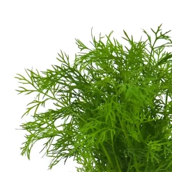 Eneldo (Anethum graveolens) - Planta aromática