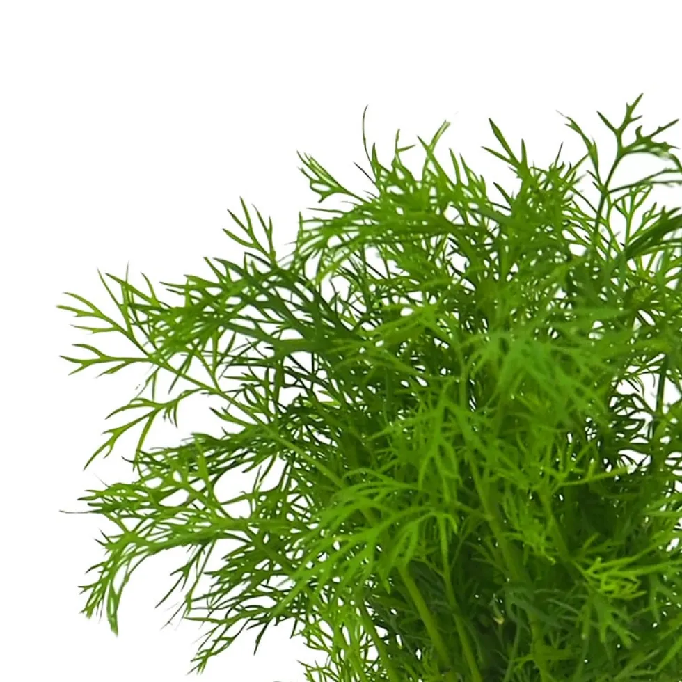 Eneldo (Anethum graveolens) - Planta aromática