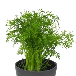 Eneldo (Anethum graveolens) - Planta aromática
