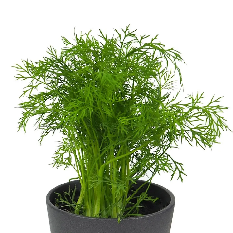 Eneldo (Anethum graveolens) - Planta aromática