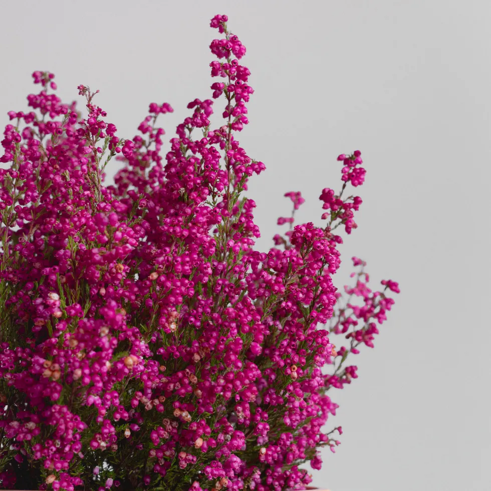 Erica gracilis (Brezo de otoño)