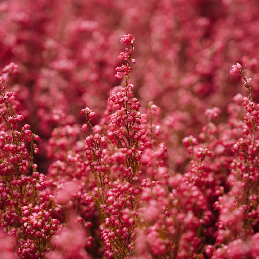 Erica gracilis (Brezo de otoño)