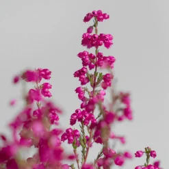 Erica gracilis (Brezo de otoño)