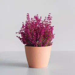 Erica gracilis (Brezo de otoño)
