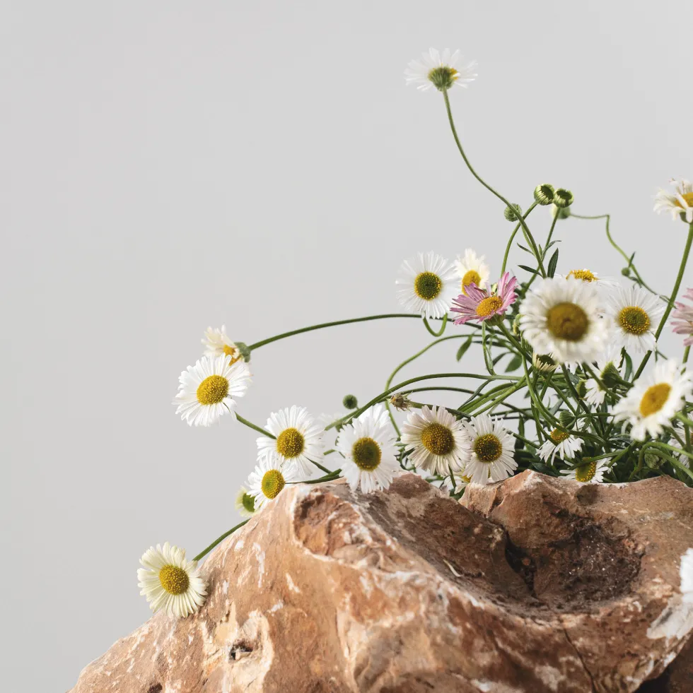 Erigeron karvinskianus