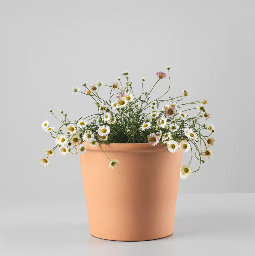 Erigeron karvinskianus