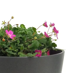 Erodium × variabile 'Bishop's Form'