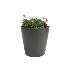 Erodium × variabile 'Bishop's Form'