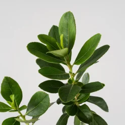Escallonia 'Pink Elle'