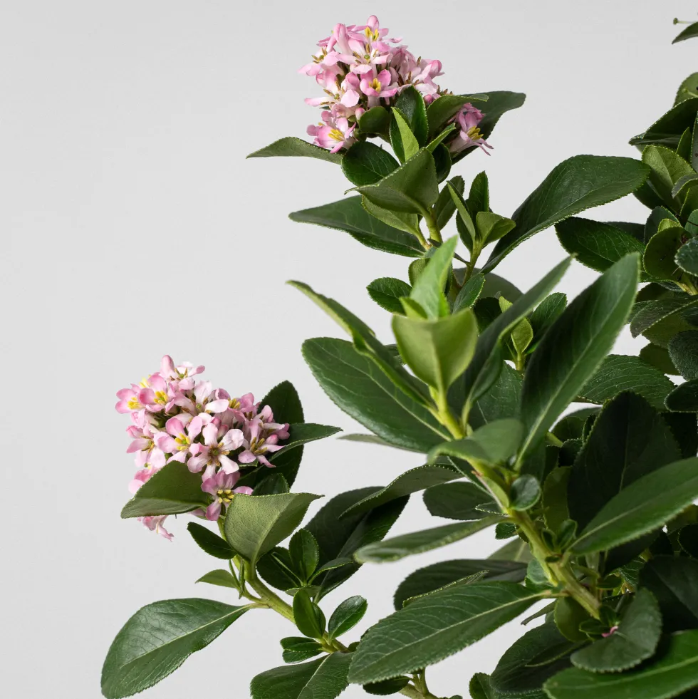 Escallonia 'Pink Elle'