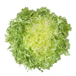 Escarola cabello de ángel - Planta de huerto