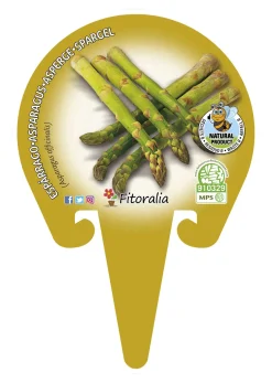 Esparrago - Planta de huerto