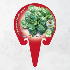 Espinaca - Planta de huerto