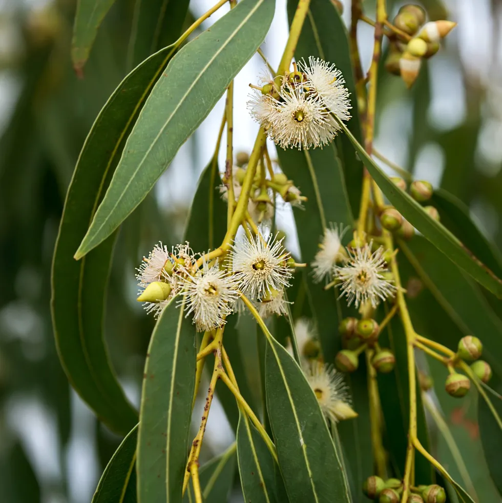 Eucalyptus globulus