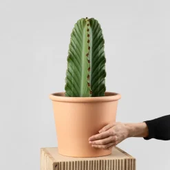 Euphorbia ingens