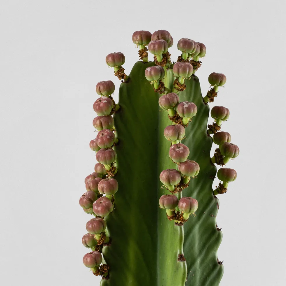 Euphorbia ingens