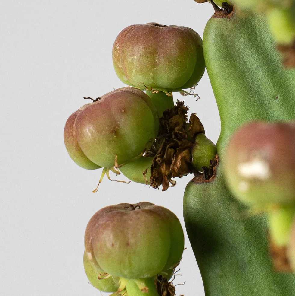 Euphorbia ingens