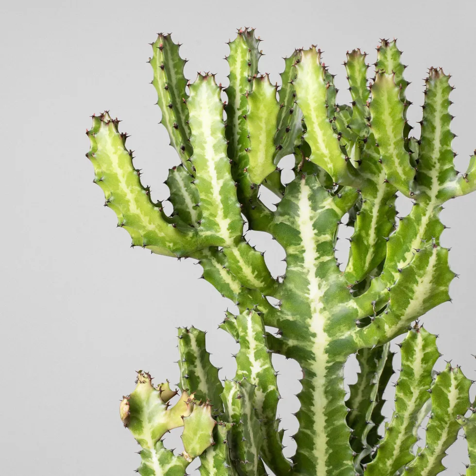 Euphorbia lactea