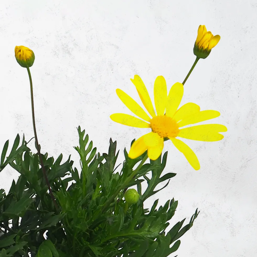 Euryops chrysanthemoides