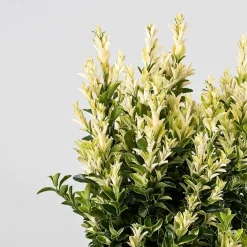 Evónimo blanco - Euonymus japonicus 'Paloma Blanca'®
