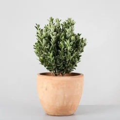 Evónimo compacto variegado - Euonymus japonicus 'Compactus Variegatus'