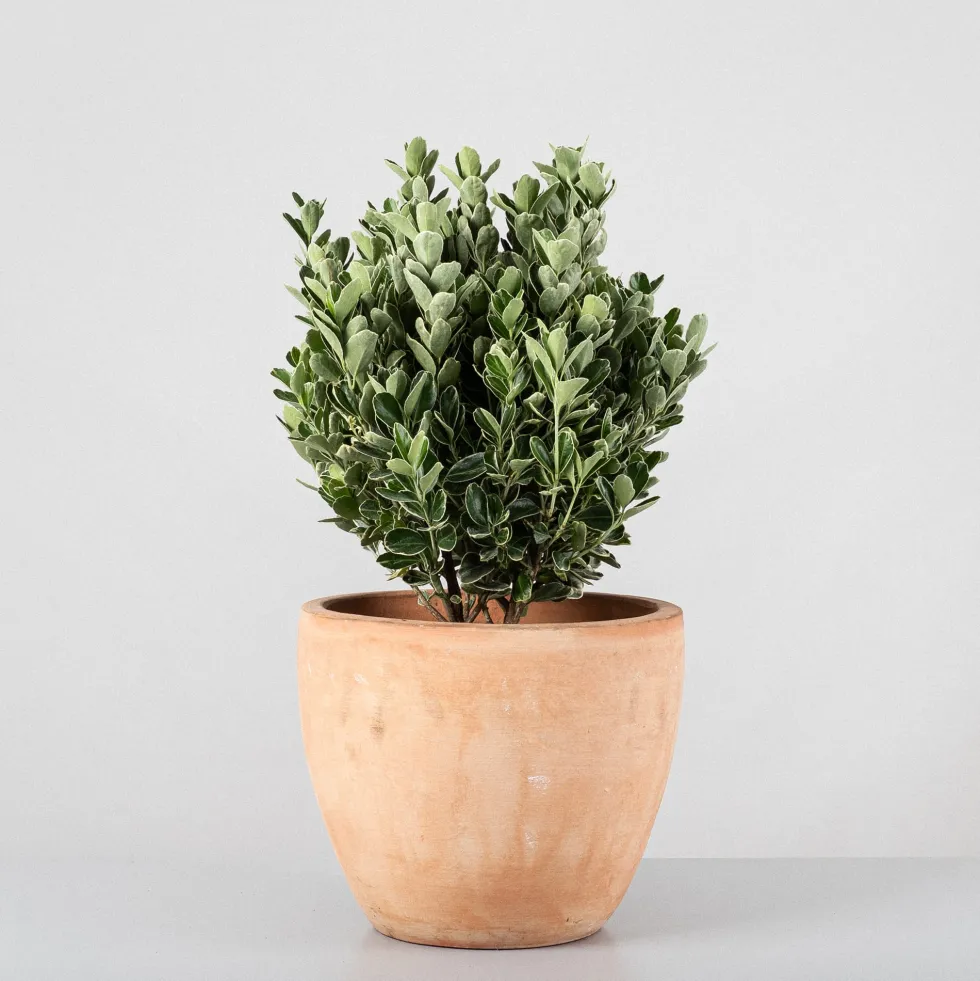 Evónimo compacto variegado - Euonymus japonicus 'Compactus Variegatus'