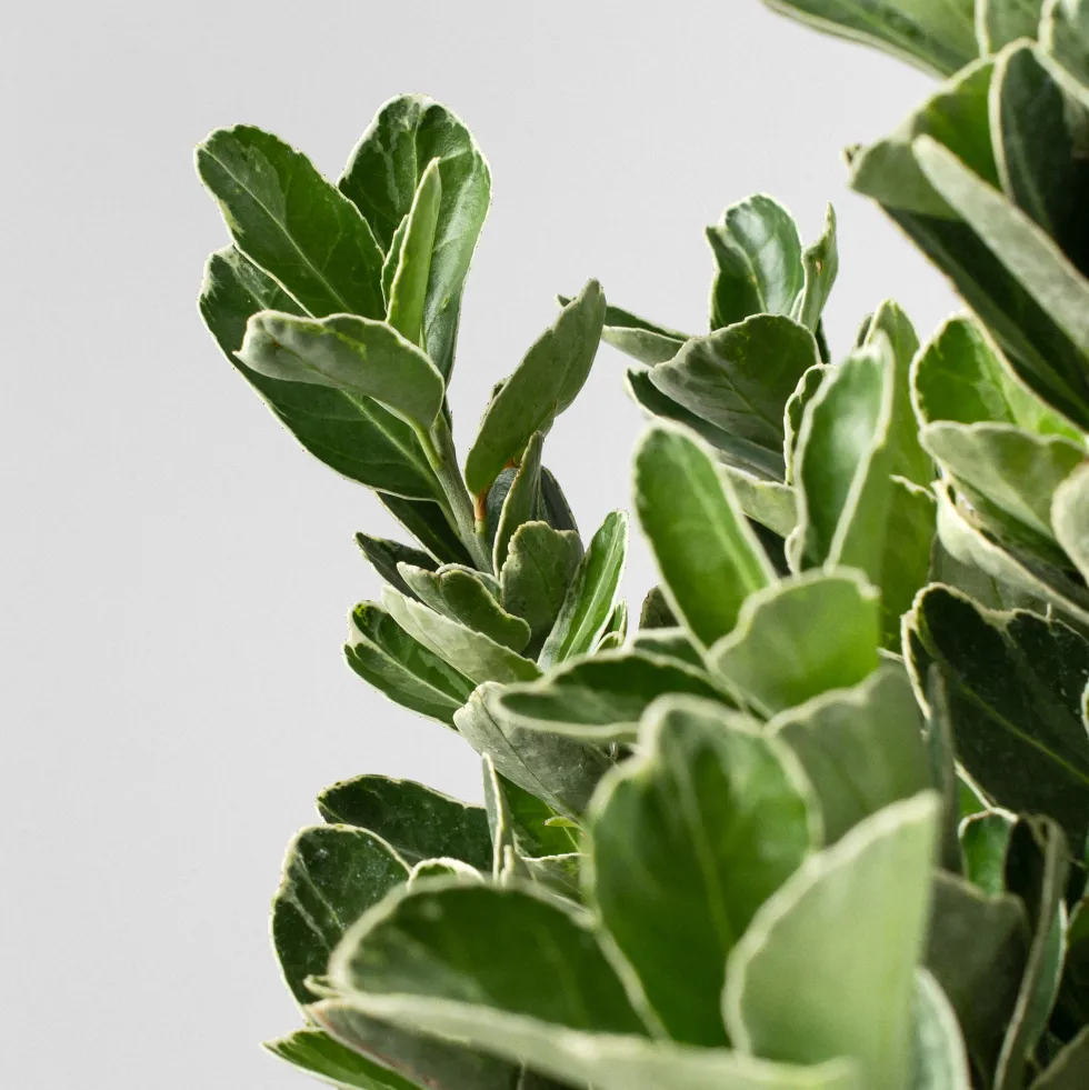 Evónimo compacto variegado - Euonymus japonicus 'Compactus Variegatus'