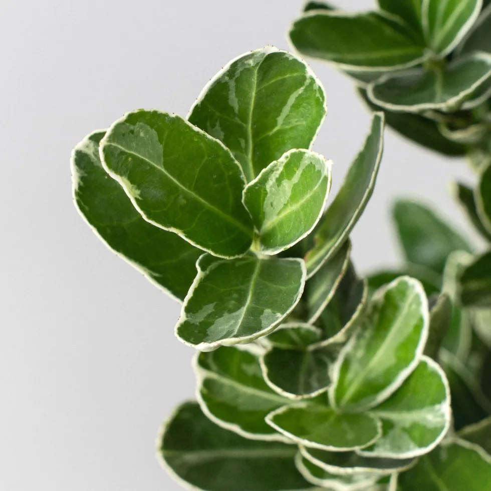 Evónimo compacto variegado - Euonymus japonicus 'Compactus Variegatus'