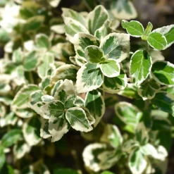 Evónimo compacto variegado - Euonymus japonicus 'Compactus Variegatus'