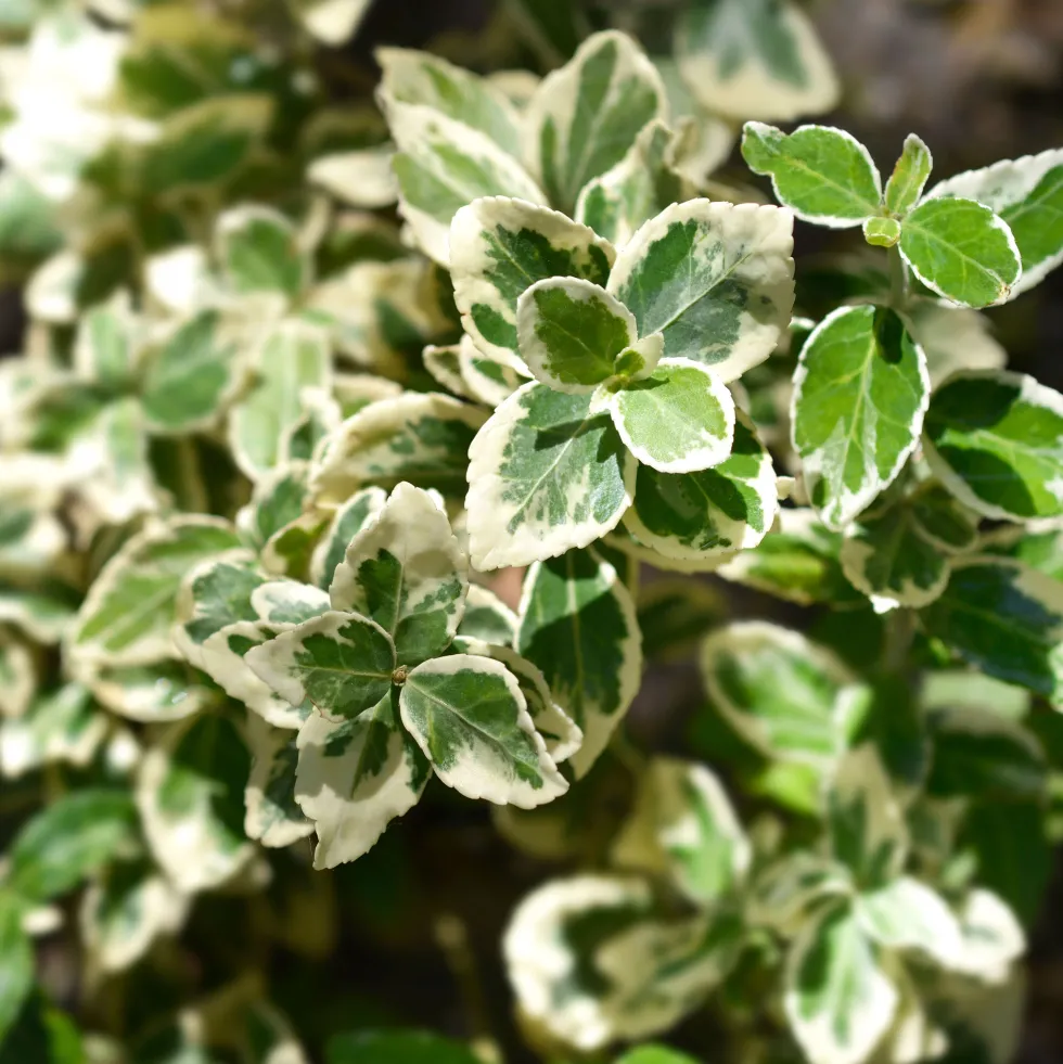 Evónimo compacto variegado - Euonymus japonicus 'Compactus Variegatus'