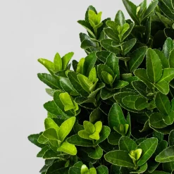 Evónimo compacto verde - Euonymus japonicus 'Compactus'