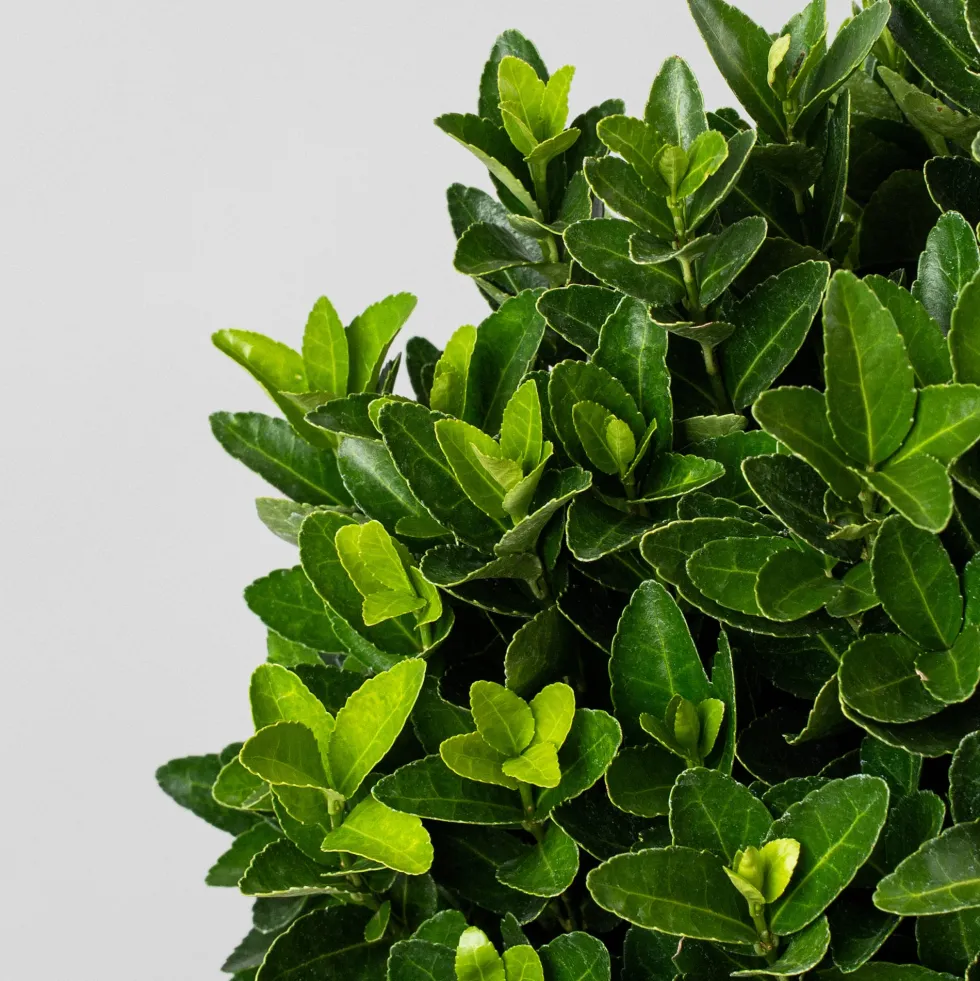 Evónimo compacto verde - Euonymus japonicus 'Compactus'