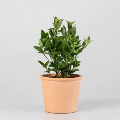Evónimo compacto verde - Euonymus japonicus 'Compactus'