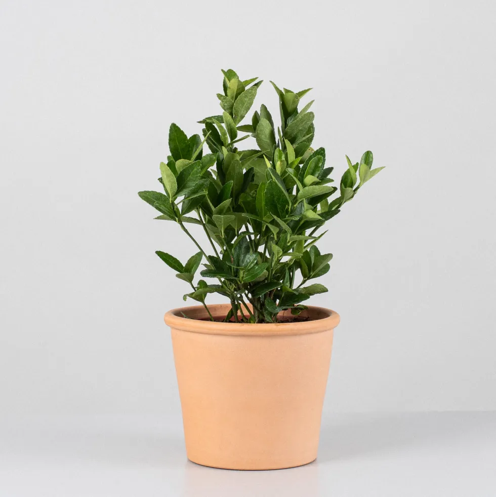 Evónimo compacto verde - Euonymus japonicus 'Compactus'